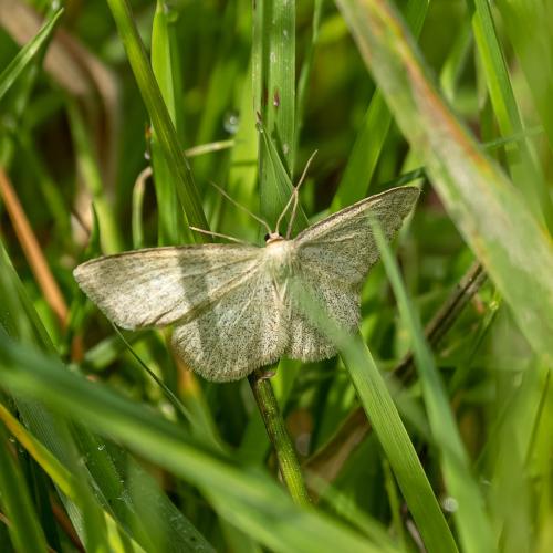 Réf. 304 826 : Scopula virgulata